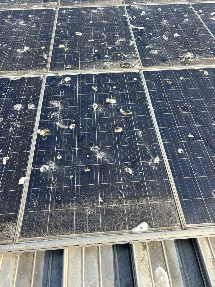 Panneaux photovoltaïques d'une toiture industrielle criblés de fientes d'oiseaux sèches, plumes coincées entre les modules